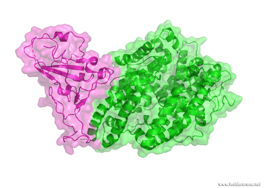 Crystal structure of spike protein receptor-binding domain from SARS coronavirus epidemic strain complexed with human-civet chimeric receptor ACE2, picture by Ferdinand Kirsten
