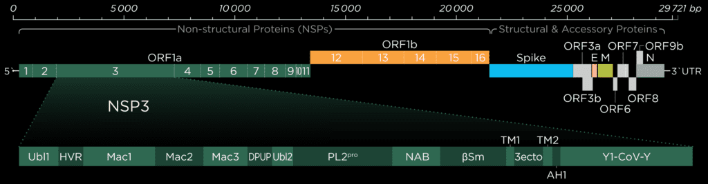 Untangling Nsp3 of SARS-CoV-2 2