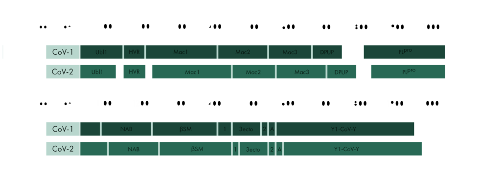 Untangling Nsp3 of SARS-CoV-2 4