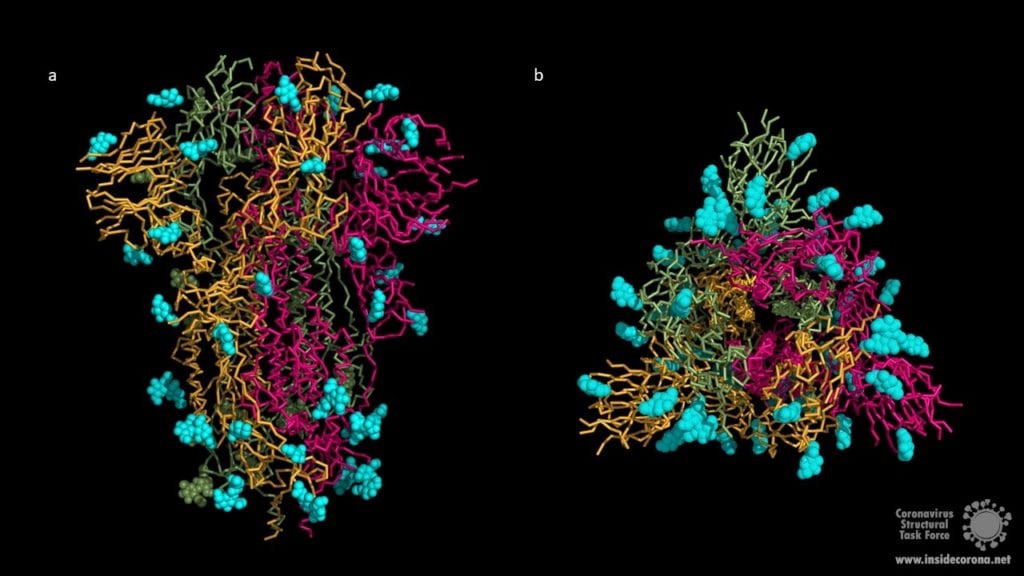 Spike Glycoprotein: Corona’s Key for Invasion 7