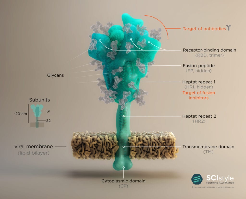 Spike Glycoprotein: The Key to Invade the Host Cell 1