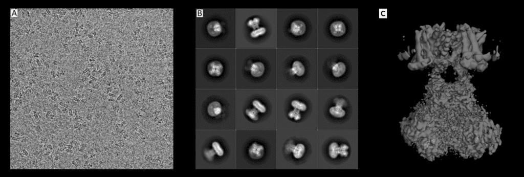 Formation of a Cryo-EM structure. (A): Picture of thousand different angles of the strcuture, (B): Averages of the 16 most populated classes out of 118,556 selected particles, (C): 3.3 Å map of entire complex.
Original pictures from: Matthies, D., Bae, C., Toombes, G.E., Fox, T., Bartesaghi, A., Subramaniam, S., Swartz, K.J. (2018) Life 2018;7:e37558, edited by Ferdinand Kirsten, License: CC BY-ND 2.0