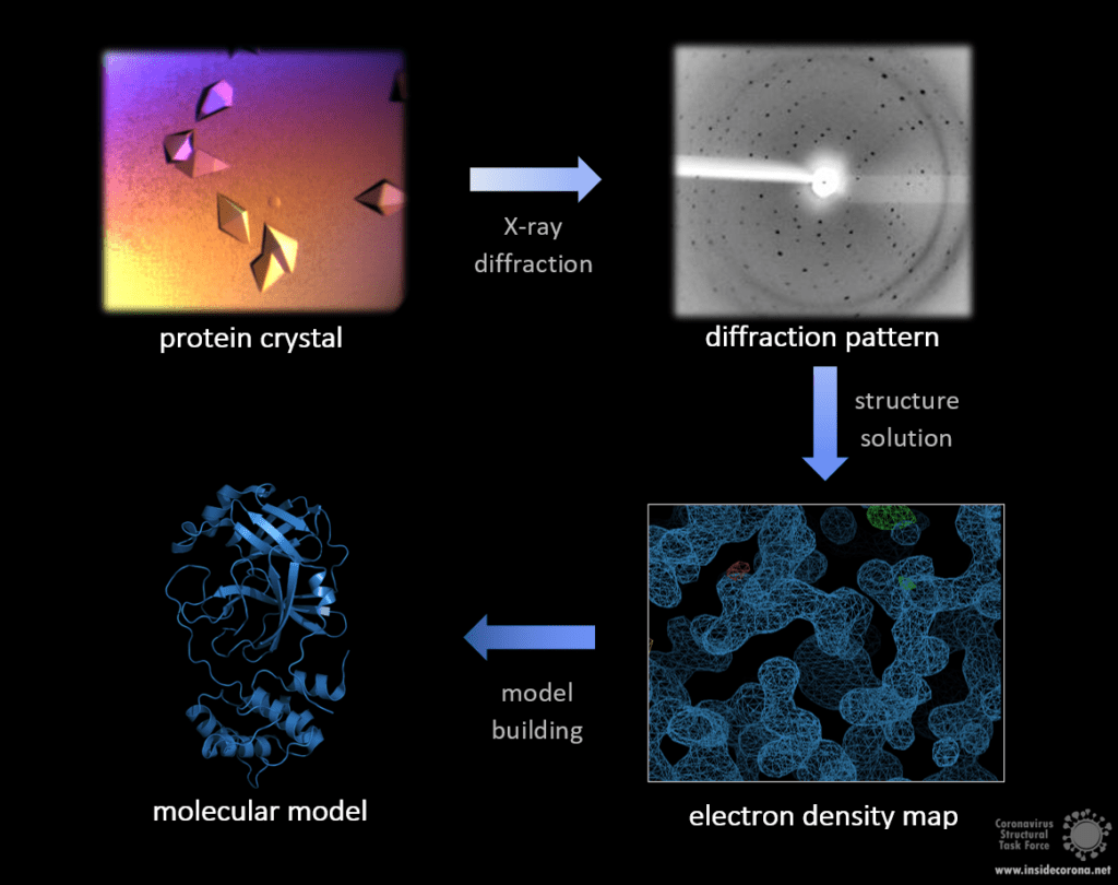 Basic Workflow of R-ray crystallography, from crystal to atomic model. Crystal by Andrea Thorn, Diffraction pattern by Sabrina Stäb, picture by Ferdinand Kirsten