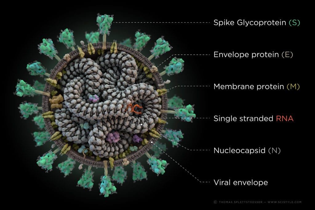 Visualisation of the SARS-CoV-2 structure.  The envelope-protein E, membrane protein M and spike-protein S bound to the viral envelope, the Nucleocapsin-protein N and single-stranded RNA inside. Image: Thomas Splettstoesser; www.scistyle.com 