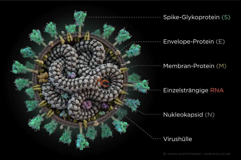 3D-Darstellung der SARS-CoV-2 Struktur. Die Hüllen (E)-, Spike (S)- und Membran (M)-Proteine sind an die Lipidmembran gebunden, die einzelsträngige RNA und das Nukleokapsid (N)-Protein liegen im inneren vor. Grafik von Thomas Splettstoesser; www.scistyle.com.