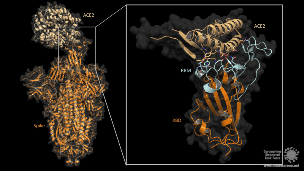 Spike Glycoprotein: Corona’s Key for Invasion 11