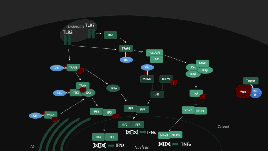 Untangling nsp3 - Papain-like Protease 19