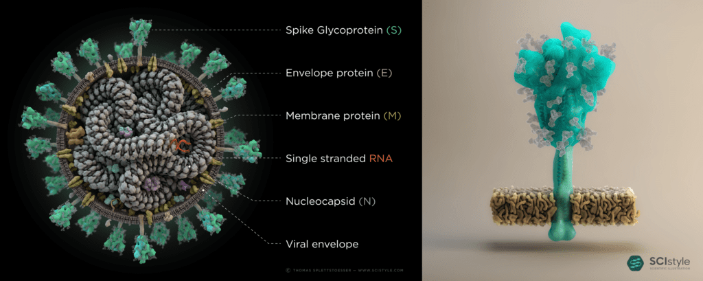 I Hear SARS-CoV-2 Was Made in a Lab, What do you Think? 4