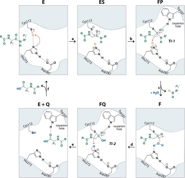 nsp3Plpro catalytic Mechanism