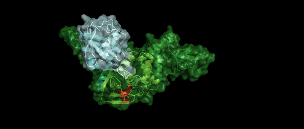 Ubiquitin bound to Plpro