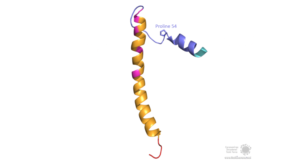 Structural features of E protein monomer.