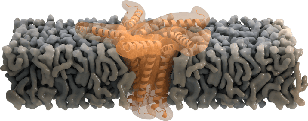 This illustration shows the E protein as a pentameric ion channel embedded in a membrane.