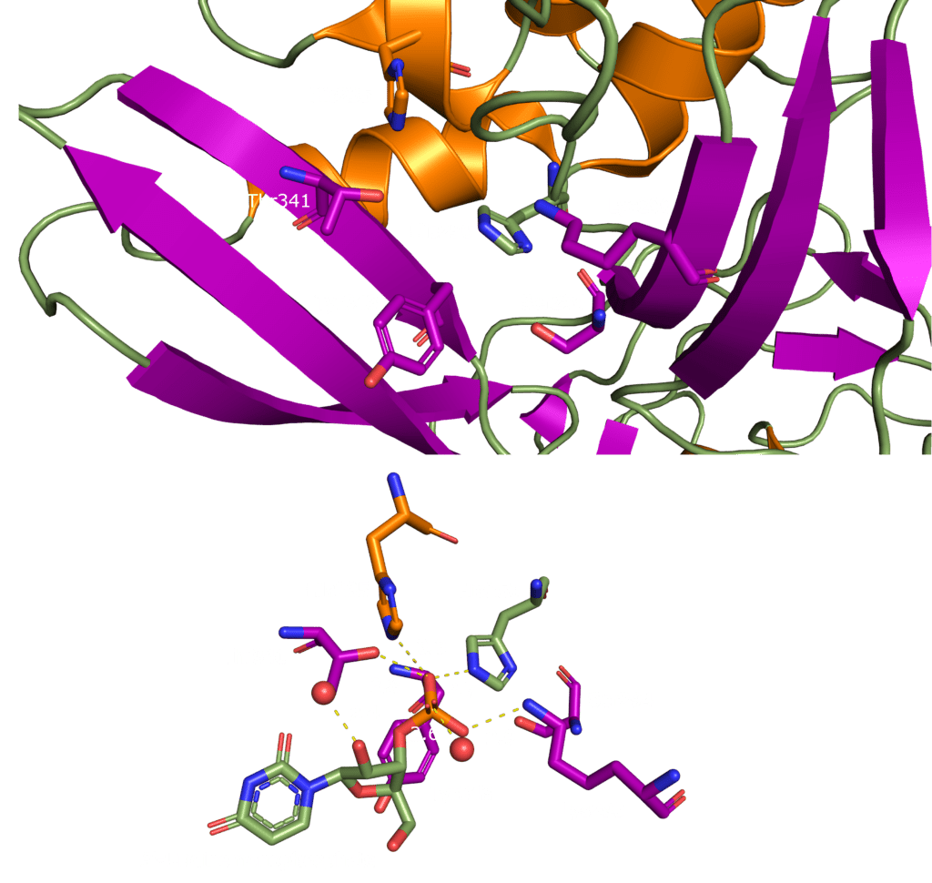 The Disastrous Life of Nsp15 Endoribonuclease NendoU 5