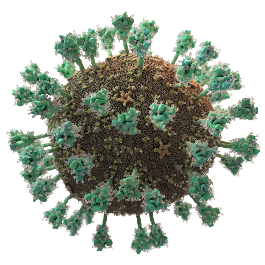 Coronavirus SARS-CoV-2 geschlossene, wissenschaftliche Illustration von Thomas Splettstoesser, www.scistyle.com