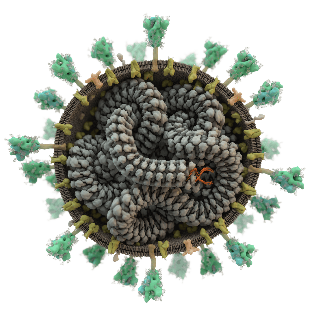 Coronavirus SARS-CoV-2 offene, wissenschaftliche Illustration von Thomas Splettstoesser, www.scistyle.com