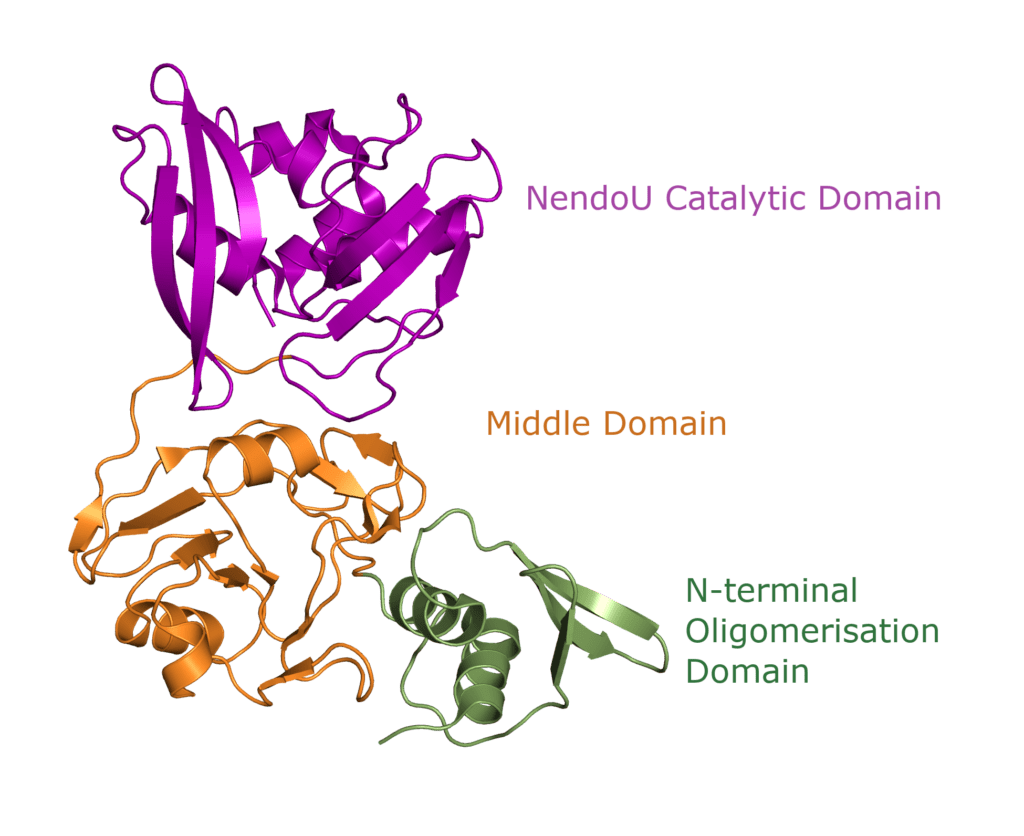 The Disastrous Life of Nsp15 Endoribonuclease NendoU 3