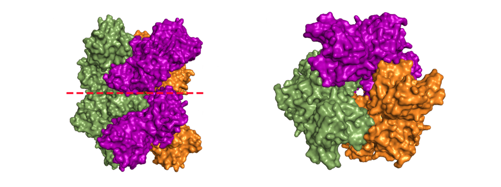 The Disastrous Life of Nsp15 Endoribonuclease NendoU 4