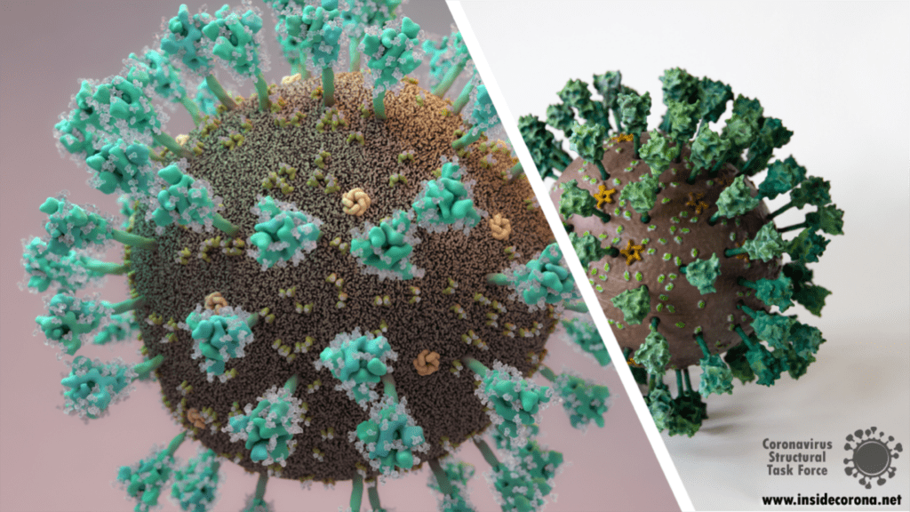 Am Computer erstelltes Bild des Virusses von Thomas Splettstoesser (links) und das ferige 3D-Modell des Thorn Labs (rechts).