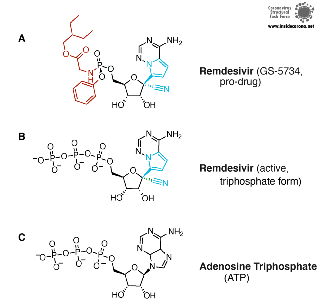 Abbildung 4. (A) Der rote Bereich macht Remdesivir so wirkungsvoll, weil er dem Wirkstoff Zugang aus dem Blut in die menschlichen Zellen verschafft, aber für die Blockade der Polymerase nicht gebraucht wird. Remdesivir wurde speziell so konzipiert, dass menschliche Zellen versuchen, es zu verstoffwechseln, sobald sie es in ihrem Inneren bemerken. Dabei spalten sie den roten Bereich ab, wodurch es dem Adenosinnukleotid zum Verwechseln ähnlich wird. (B) Das veranlasst die Zelle, dem Molekül zwei weitere Phosphatgruppen hinzuzufügen, so dass die Triphosphat-Form entsteht. In dieser aktiven Form ähnelt das Molekül ATP (C) und wird anstelle von ATP in die wachsende RNA-Kette integriert. Der blau markierte Teilbereich an der Seite ist eine so genannte 1’-Cyanogruppe und dafür verantwortlich, dass sich die RNA untrennbar mit der Polymerase verbindet und diese effektiv blockiert; außerdem ist der Ring unterschiedlich (ebenfalls blau). Bild von Alex Payne, Coronavirus Structural Task Force.