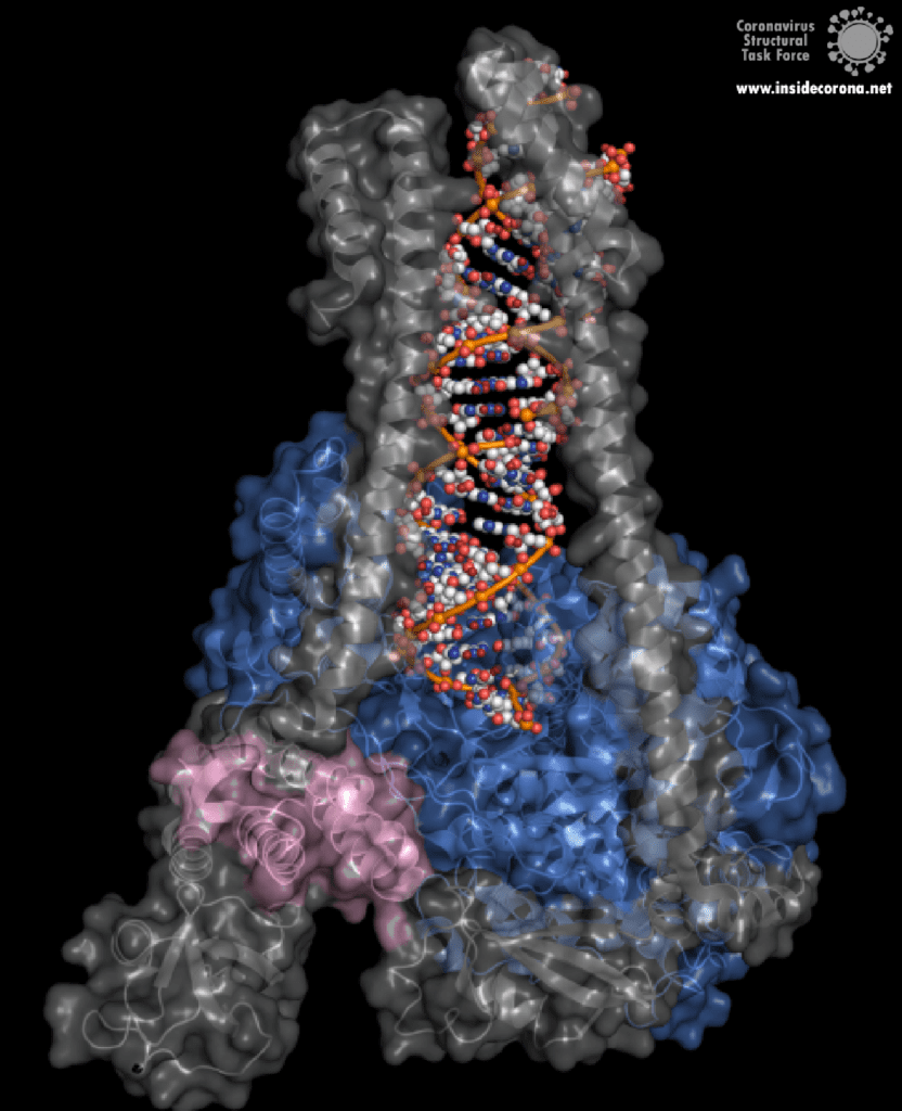 Abbildung 1. Vorder- und Rückansicht der Struktur mit RNA und den zwei Cofaktoren nsp7 und nsp8 während der Verlängerung durch RdRp (PDB ID: 6yyt). Zwei nsp8-Exemplare (grau) bilden seitliche Stützen zur Stabilisierung der RNA (orangefarben). Ein nsp8-Exemplar bindet direkt an die Polymerase (blau), während das andere nsp7 (rosa) zur Verankerung an einer zweiten Stelle der Polymerase nutzt. Bild von Alex Payne, Coronavirus Structural Task Force.