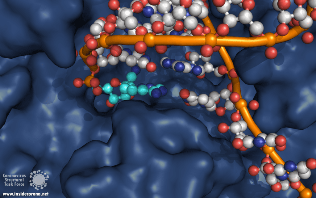 Abbildung 5. Struktur von Remdesivir (cyan) im aktiven Zentrum der RNA-abhängigen RNA-Polymerase. Der Zugang, durch den neue Nukleotide in das Innere gelangen, befindet sich links unten im Bild. Der als Vorlage dienende RNA-Strang (orange) erscheint von rechts unten. Remdesivir wird durch Wasserstoffbrückenbindungen mit Uracil zu einem Basenpaar verbunden. Bild von Alex Payne, Coronavirus Structural Task Force.