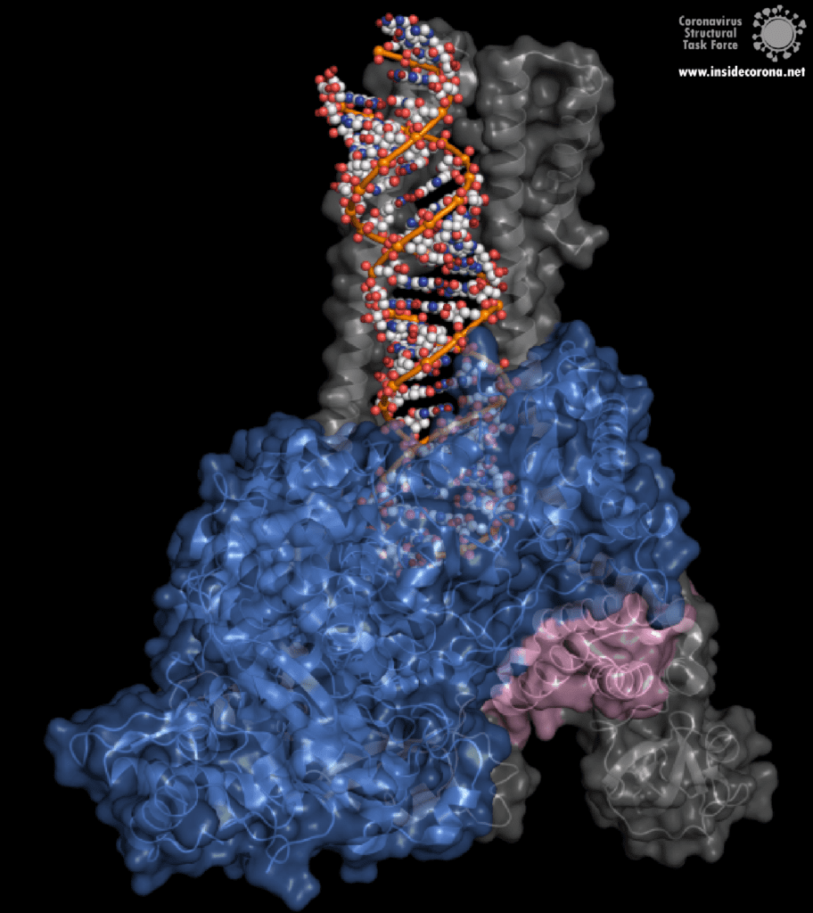 Abbildung 1. Vorder- und Rückansicht der Struktur mit RNA und den zwei Cofaktoren nsp7 und nsp8 während der Verlängerung durch RdRp (PDB ID: 6yyt). Zwei nsp8-Exemplare (grau) bilden seitliche Stützen zur Stabilisierung der RNA (orangefarben). Ein nsp8-Exemplar bindet direkt an die Polymerase (blau), während das andere nsp7 (rosa) zur Verankerung an einer zweiten Stelle der Polymerase nutzt. Bild von alex Payne, Coronavirus Structural Task Force.