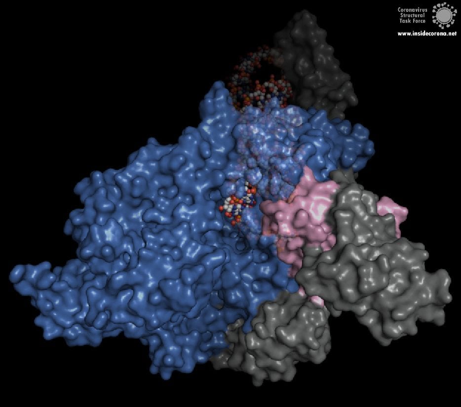 Die dritte Ansicht zeigt den Zugang zum aktiven Zentrum, durch das neue Nukleotide ins Innere gelangen. bild von Alex Payne, Coronavirus Structural Task Force.