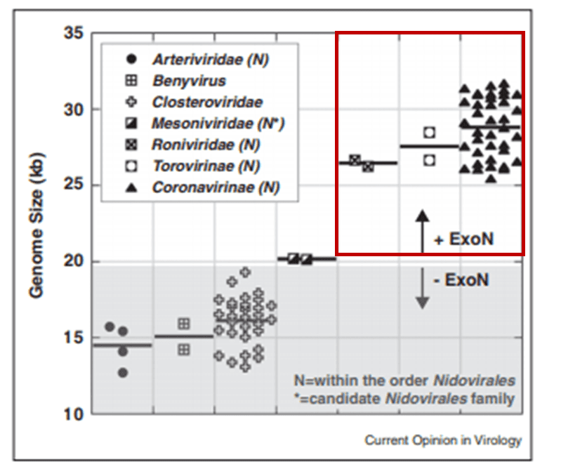 Exoribonuclease: Making the most when mistakes are made 1