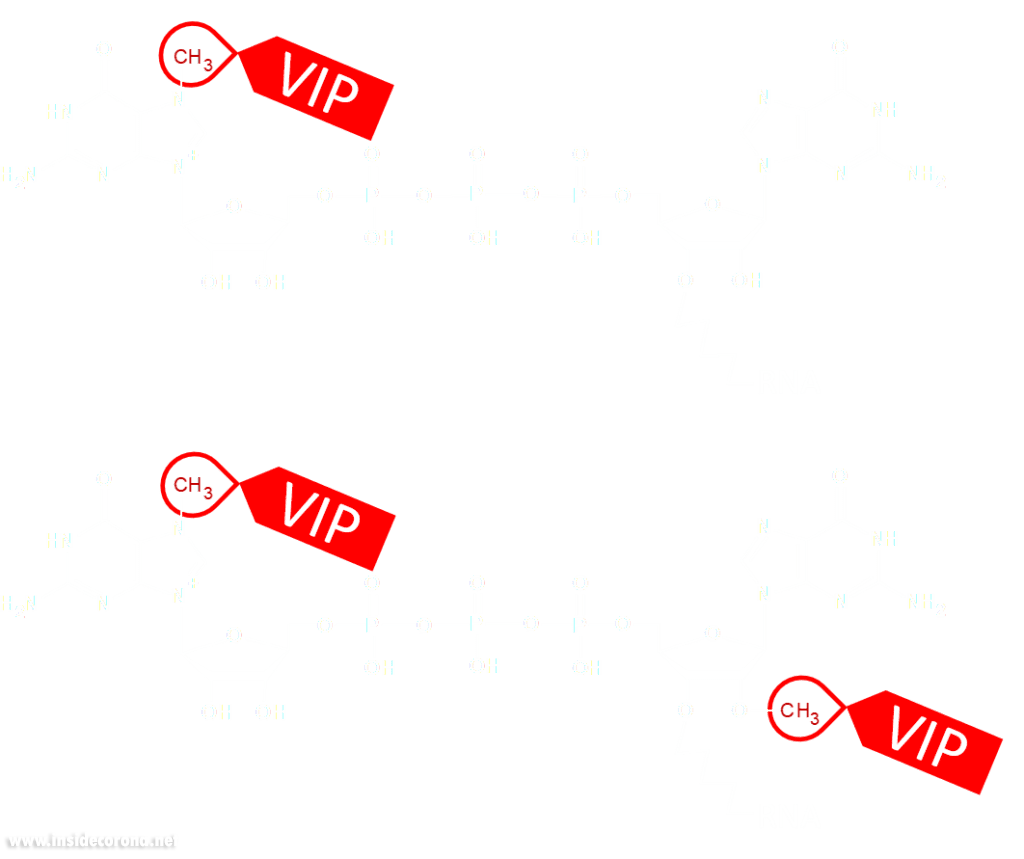 VIP treatment: Very Important Proteins 12