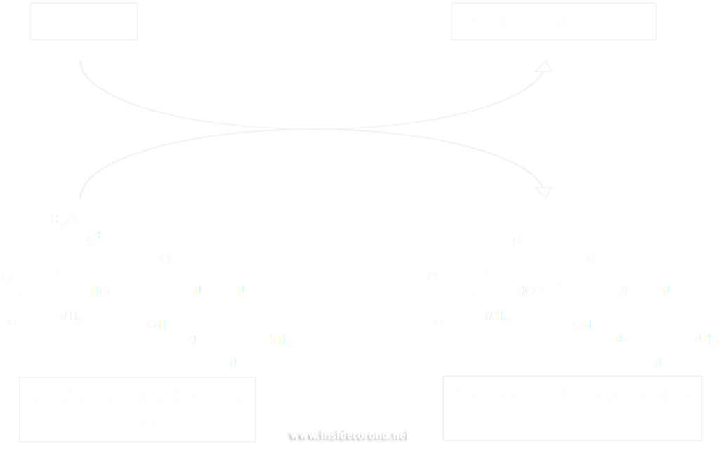 VIP treatment: Very Important Proteins 5