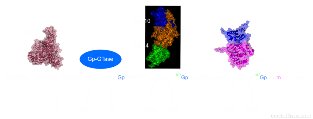 VIP treatment: Very Important Proteins 3