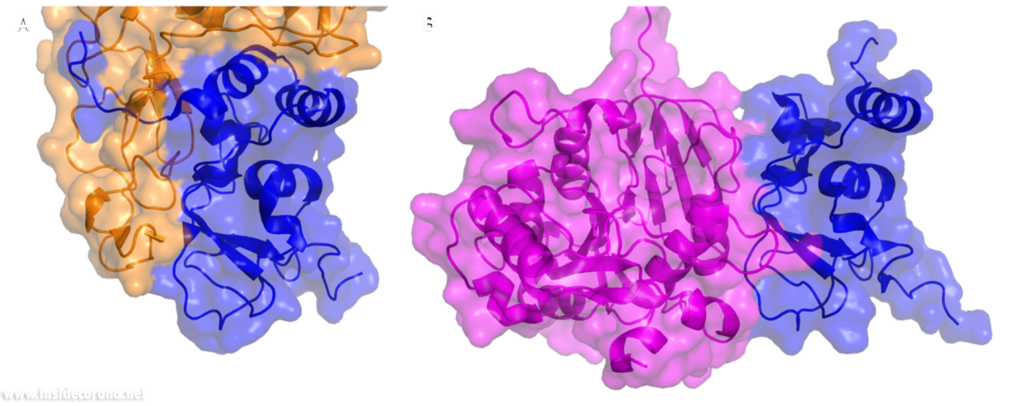 VIP treatment: Very Important Proteins 8