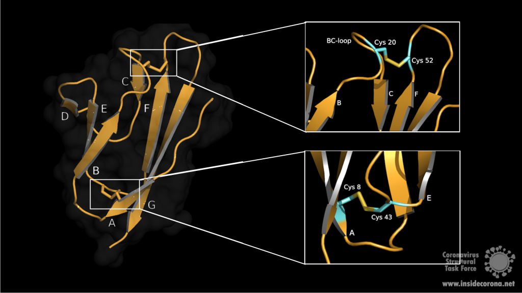 Ein kleines Protein mit großer Wirkung: SARS-7a 3