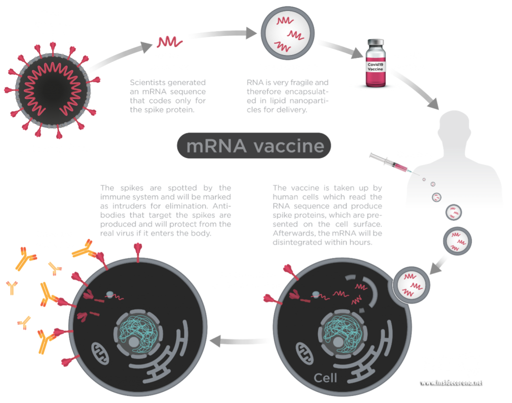 How SARS-CoV-2 (Coronavirus) mRNA-based Vaccines Work 1