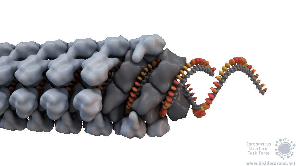 The packaging of the RNA - Nucleocapsid proteins 4