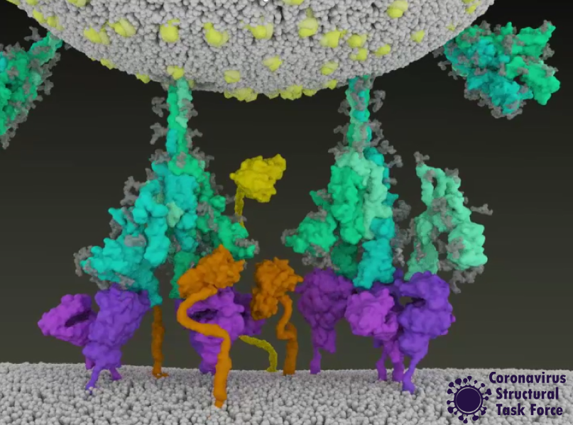 Ausschnitt aus Animation, wie das Virus an die Wirtszelle bindet