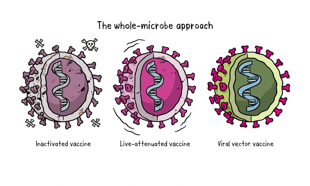 Verschiedene Formen virus-basierter Impfstoffe, Illustration der WHO