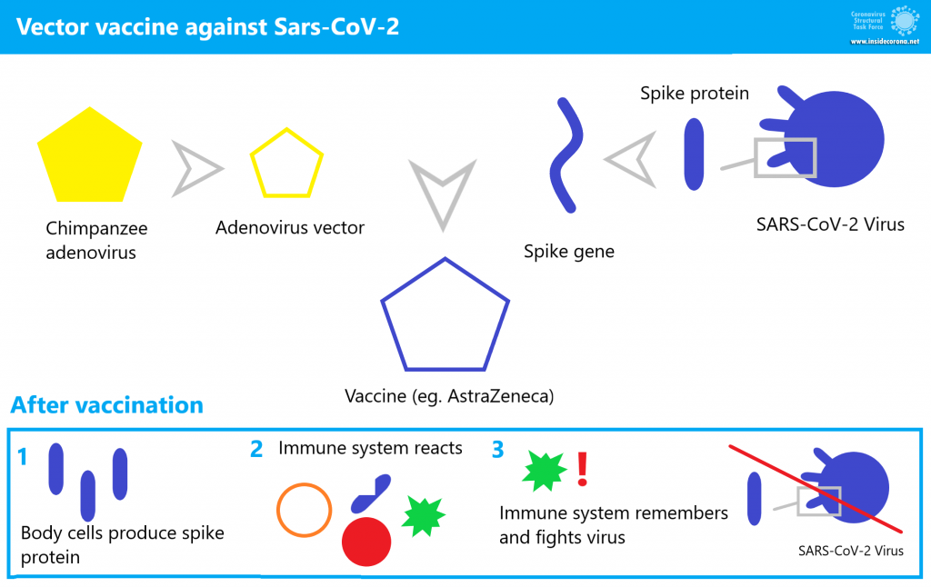 Mechanism of viral vector vaccination