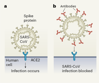 Antibodies can block SARS-CoV-2 infection. When antibodies are targeting the spike protein, it fails to bind to the human ACE2 receptor and cannot enter our cells. An infection is blocked. Alternationbased on Whittaker and Daniel (Natur, 2020).