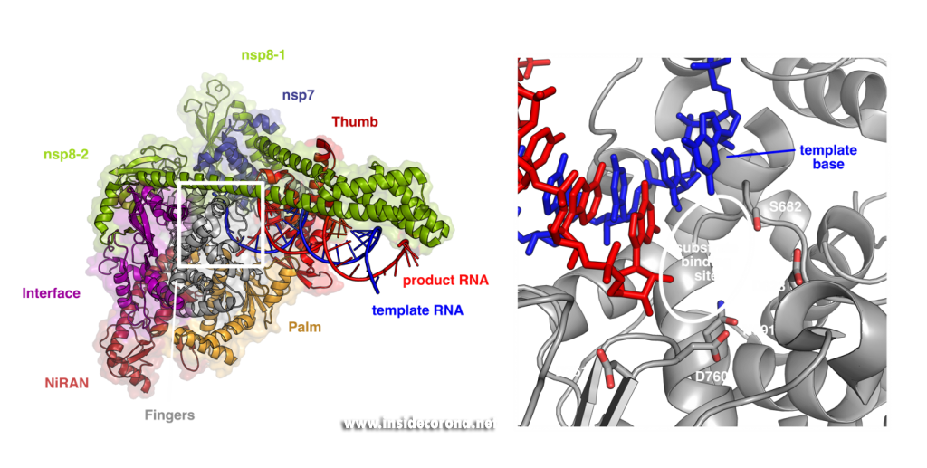 Watching coronavirus multiply – the quest for structures of SARS-CoV-2 RNA polymerase 3