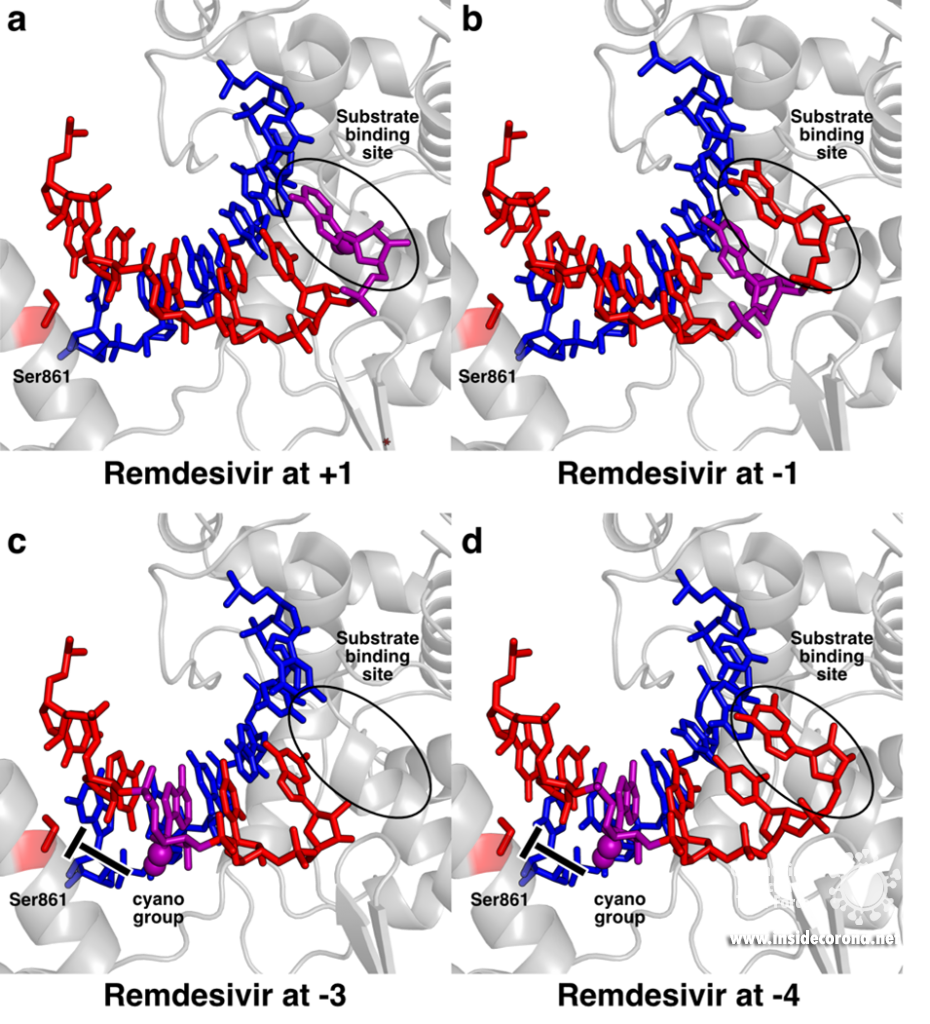 Watching coronavirus multiply – the quest for structures of SARS-CoV-2 RNA polymerase 4