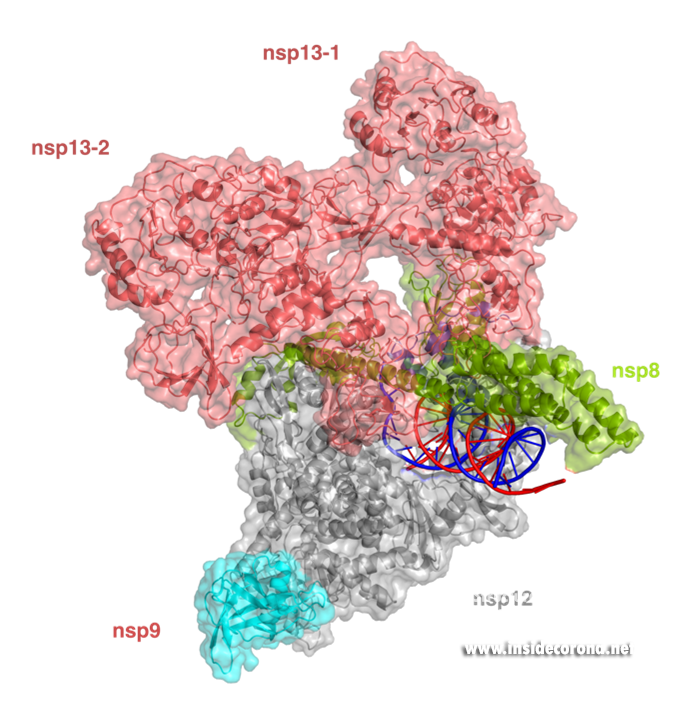 Watching coronavirus multiply – the quest for structures of SARS-CoV-2 RNA polymerase 5