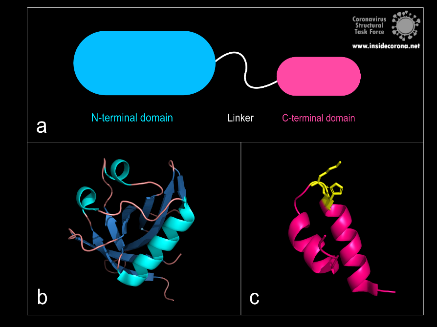 How SARS-CoV-2 takes over its host—NSP 1, the Leader Protein 1