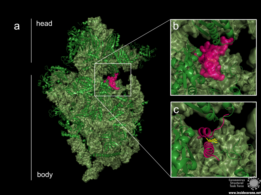 How SARS-CoV-2 takes over its host—NSP1, the Leader Protein 2