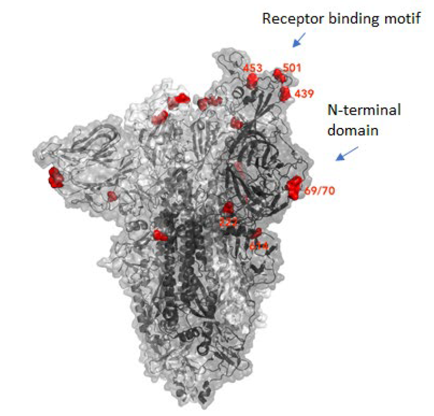 picture of Spike mutation sites from the COVID-19 Genomics UK Consortium