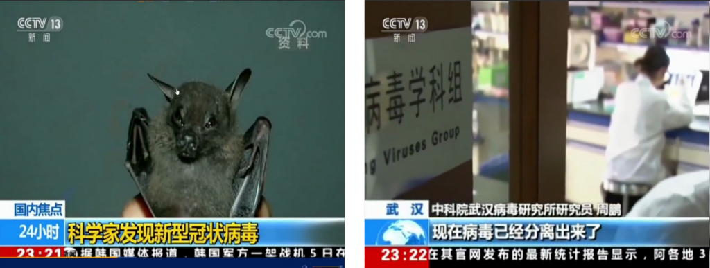 Bilder eines CCTV Videos zu Wuhan, Fledermäusen und Corona bei Schweinen